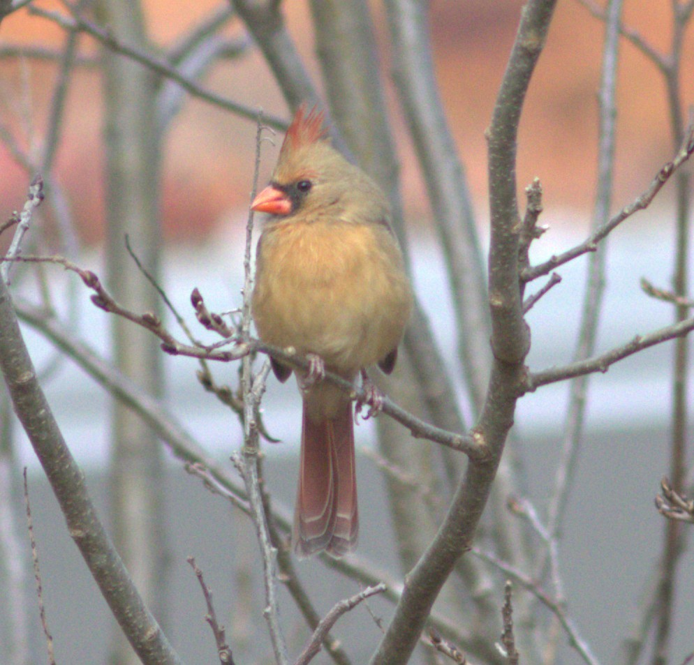 Northern Cardinal - ML644539483