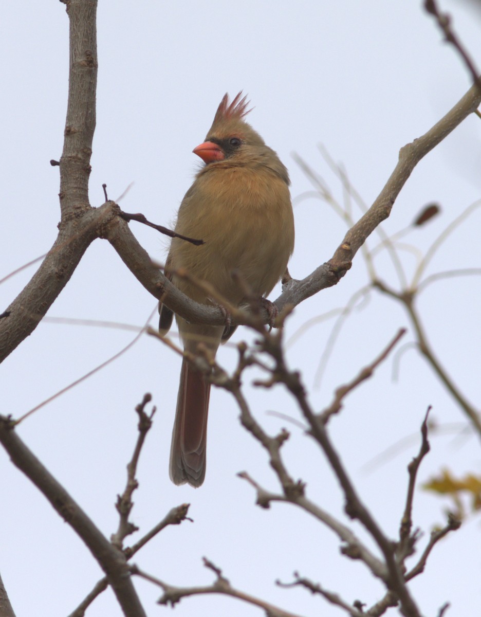 Northern Cardinal - ML644539484