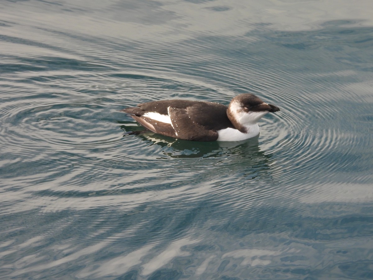 Razorbill - ML644539485