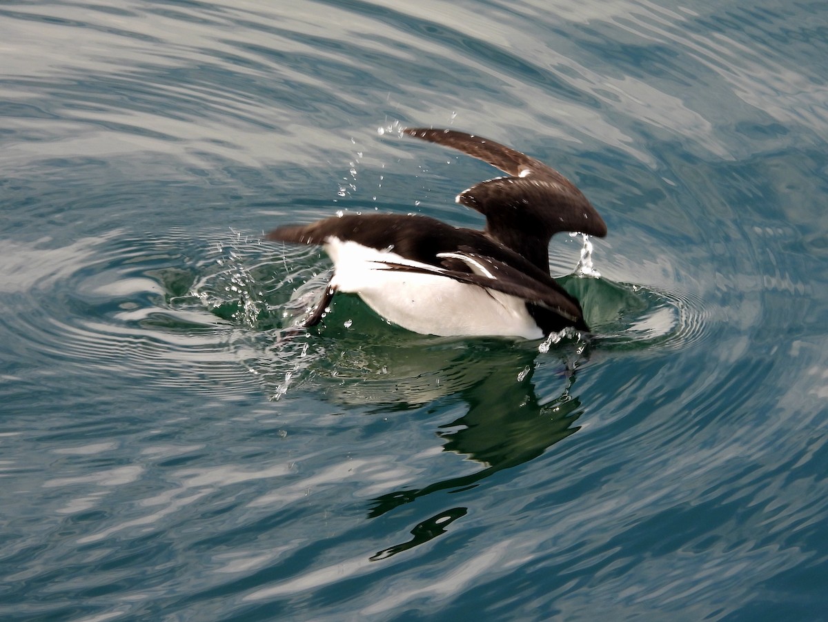 Razorbill - ML644539486