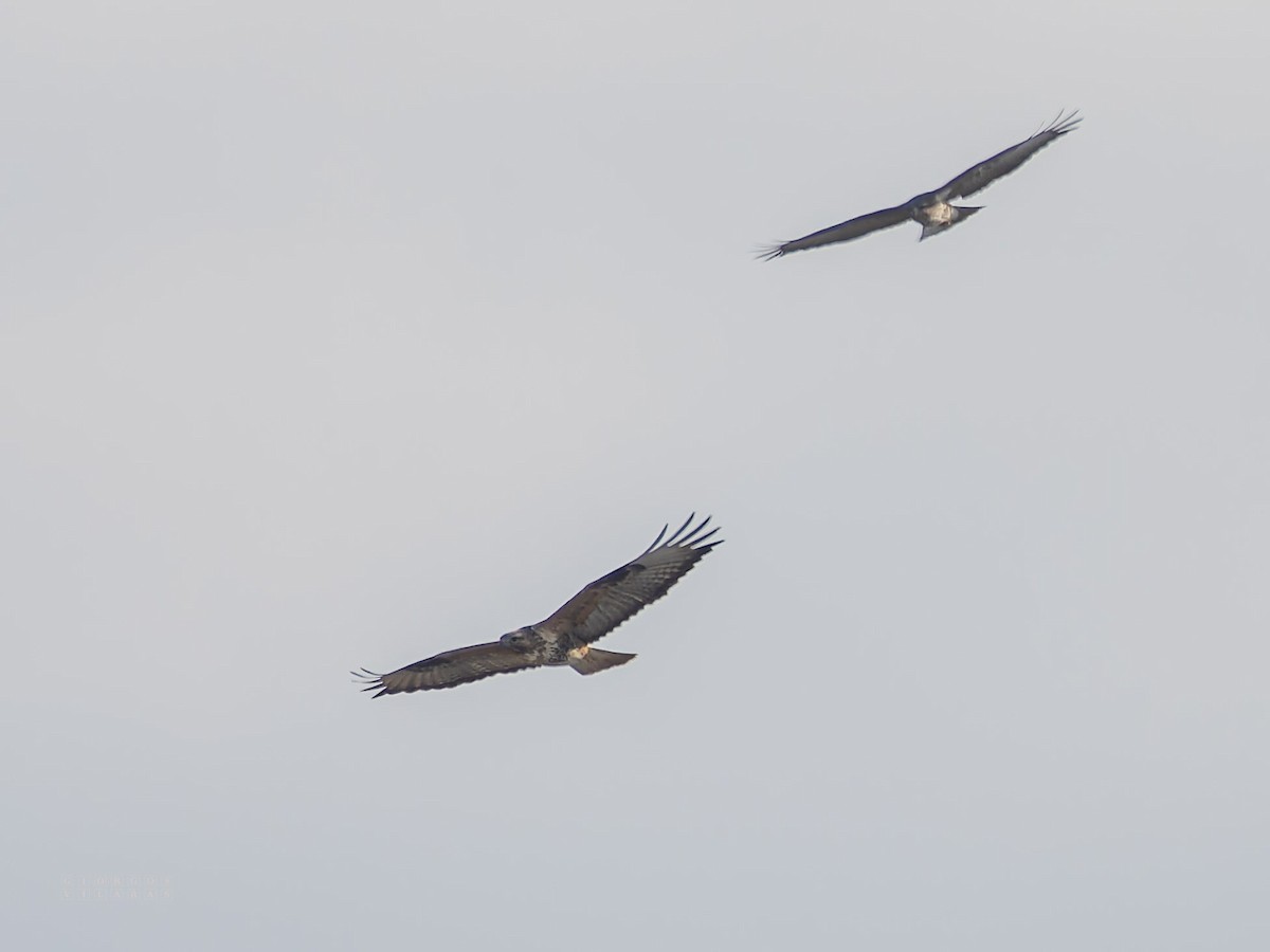 Long-legged Buzzard - ML644539493