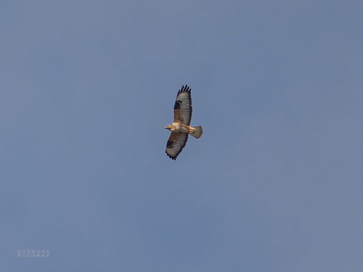Long-legged Buzzard - ML644539494