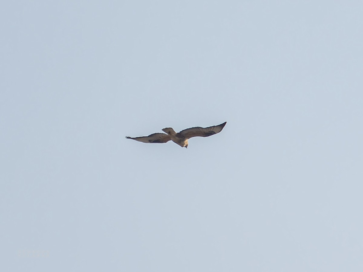 Long-legged Buzzard - ML644539495