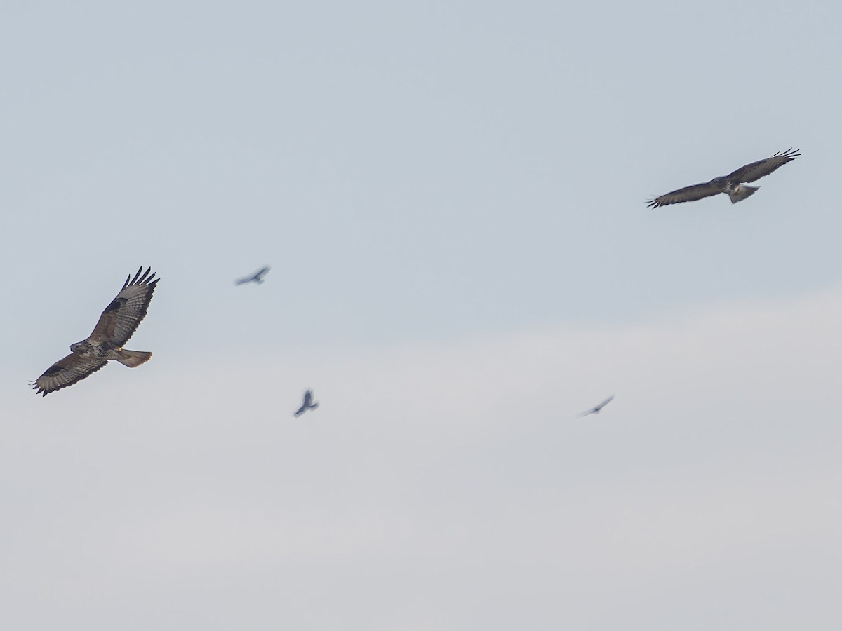 Long-legged Buzzard - ML644539496