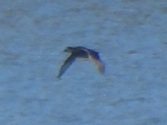 Ahatebeltz amerikarra - ML644539504