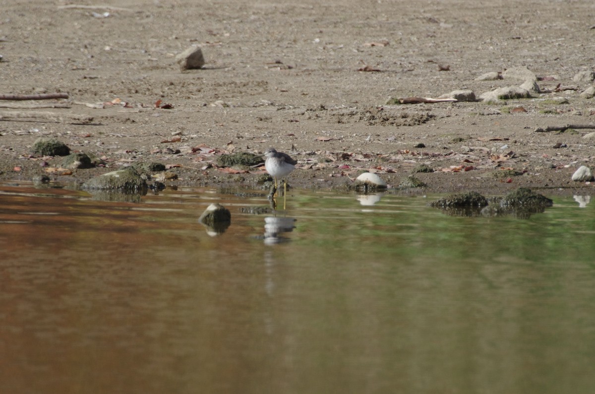Lesser Yellowlegs - ML644539521