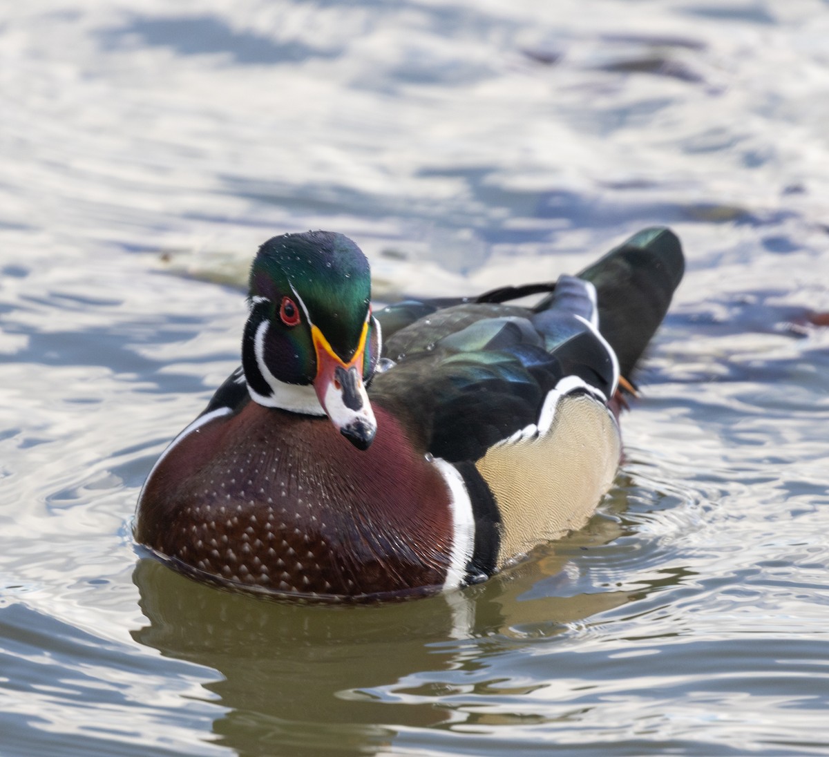 Wood Duck - ML644539529