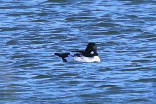 ホオジロガモ - ML644539530