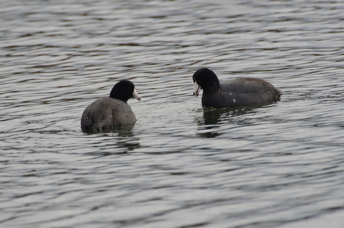 American Coot - ML644539535