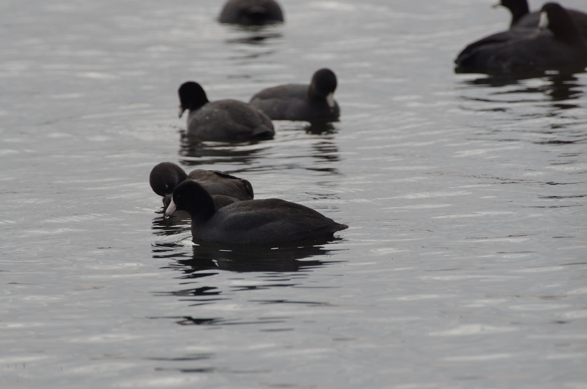 American Coot - ML644539536