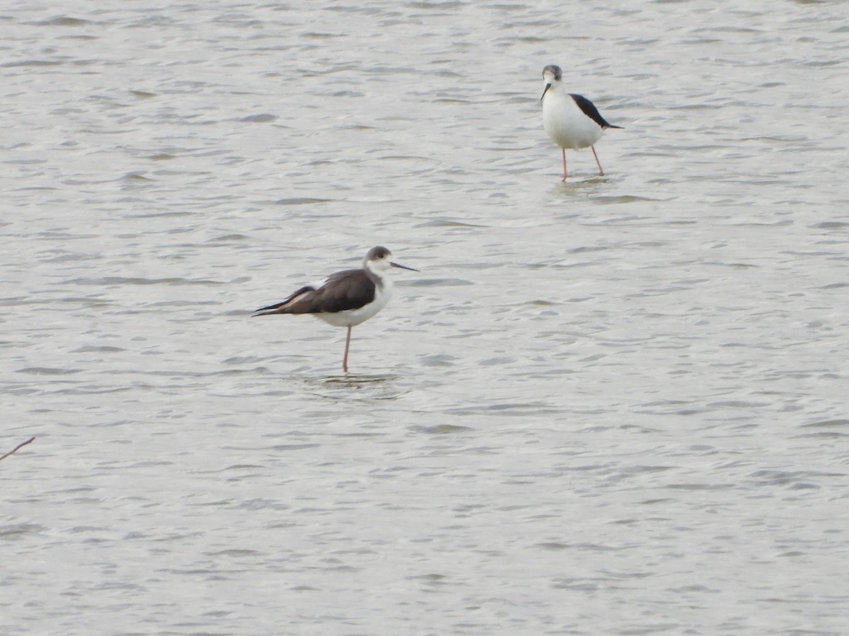 高蹺鴴 - ML644539541