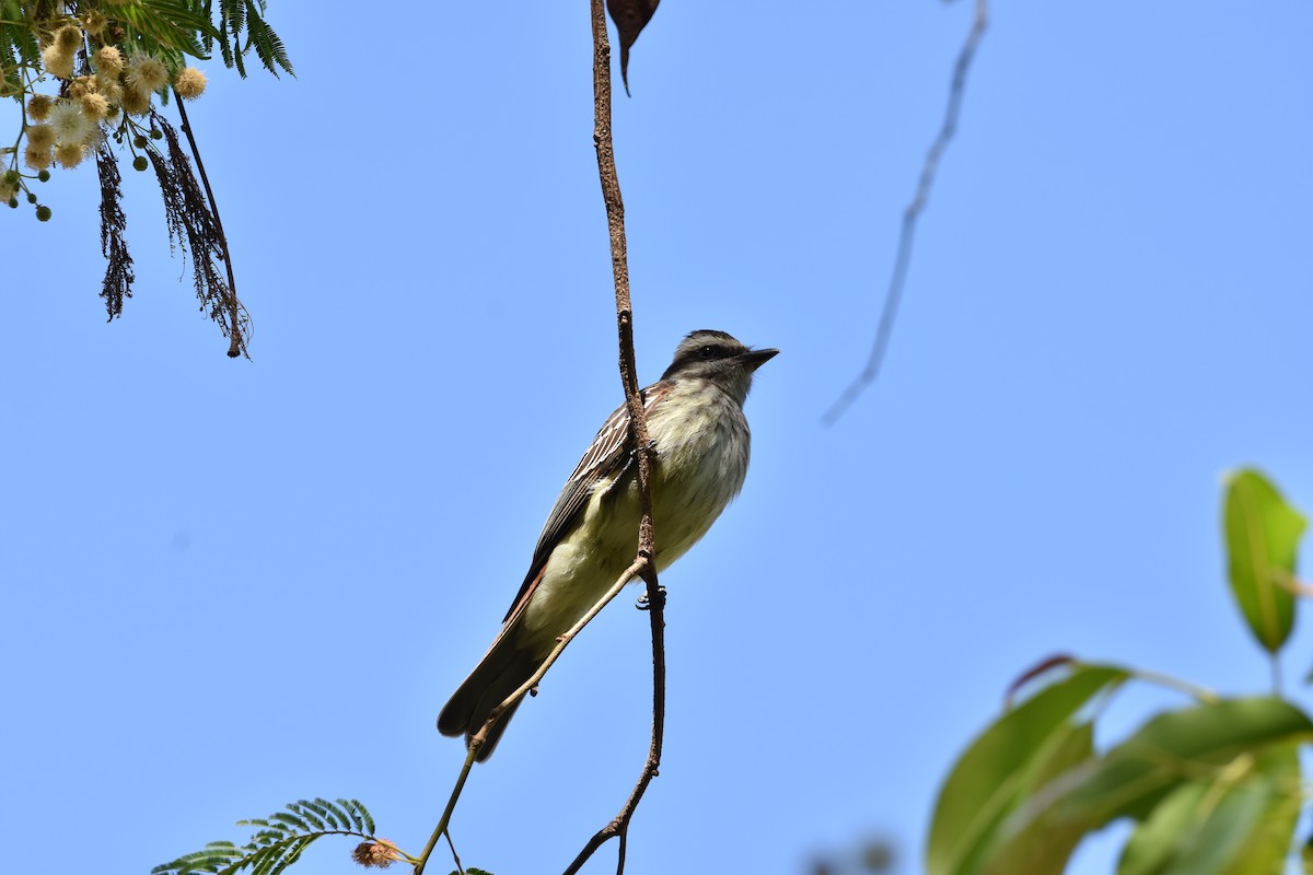 Tyran tacheté - ML644539542