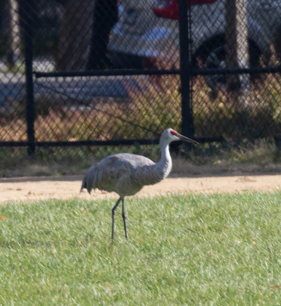 Sandhill Crane - ML644539546