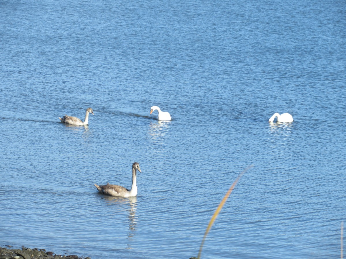 Mute Swan - ML644539547