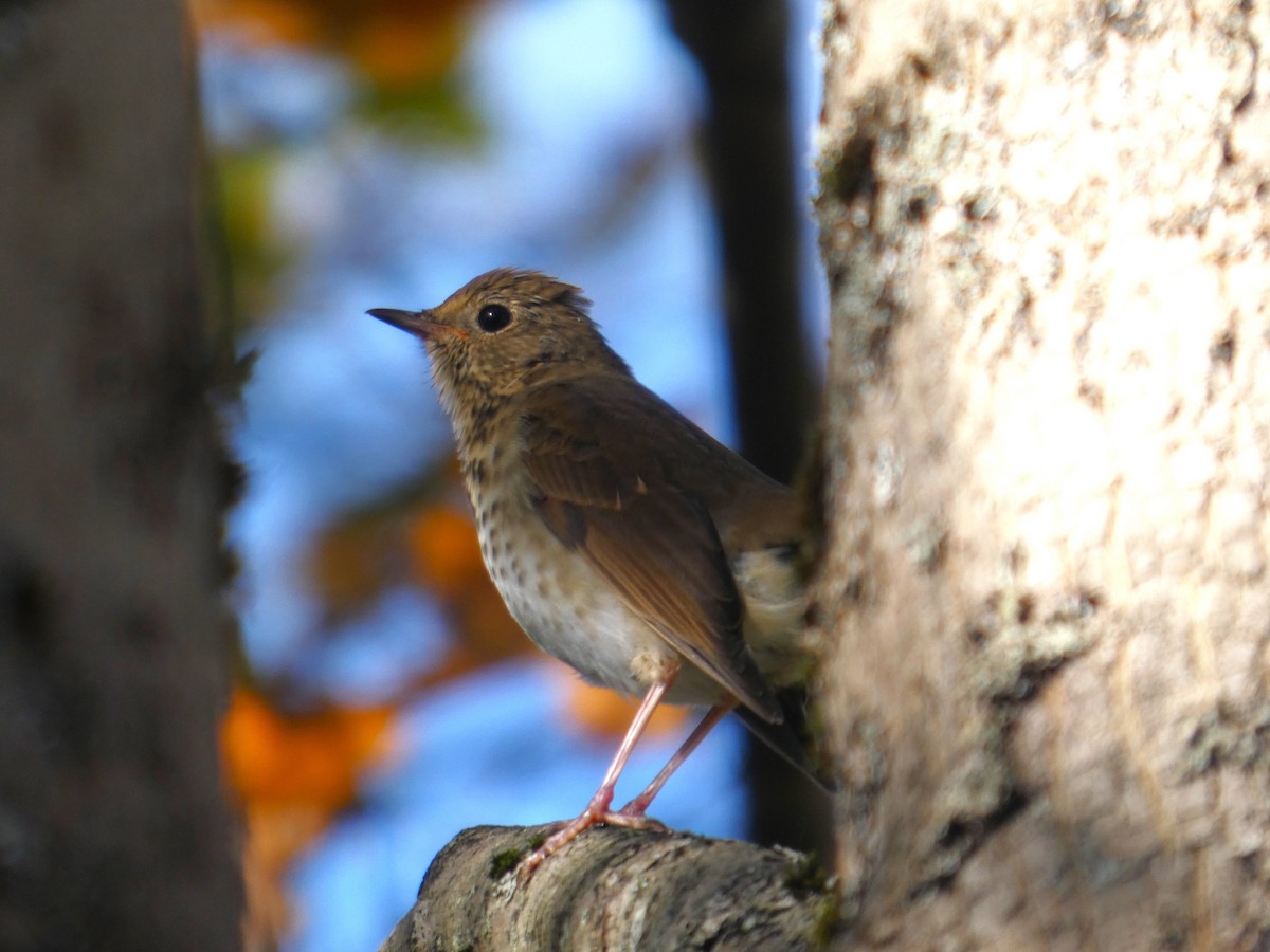 Hermit Thrush - ML644539555