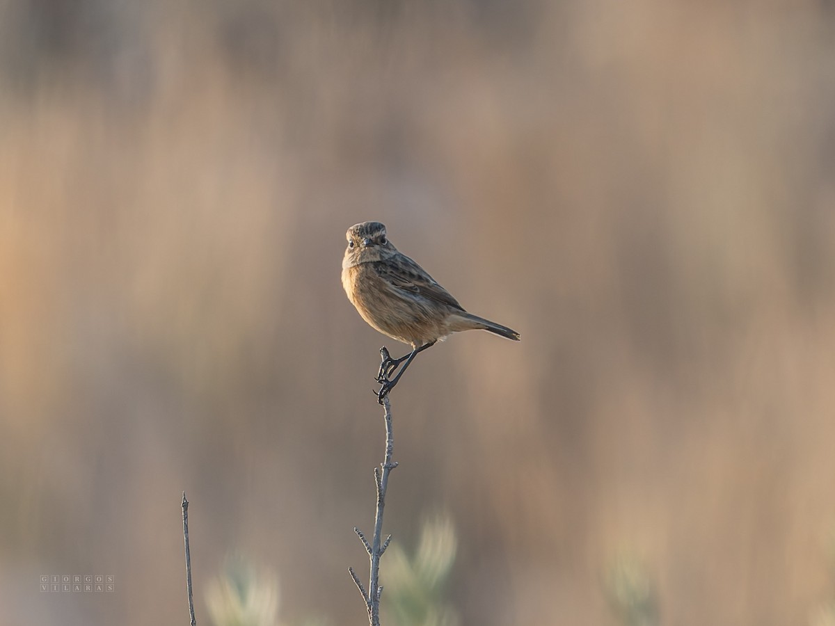 Common Chaffinch - ML644539557