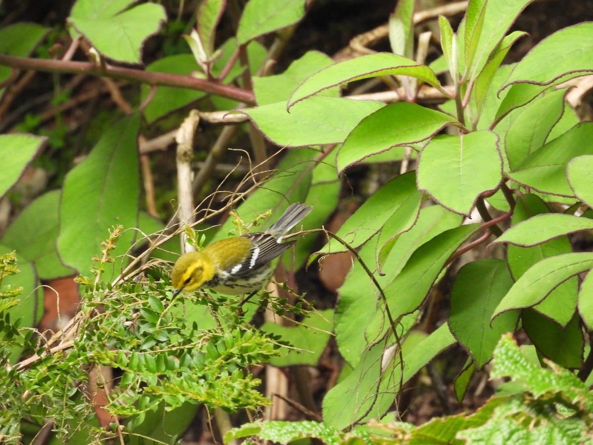 Black-throated Green Warbler - ML644539558