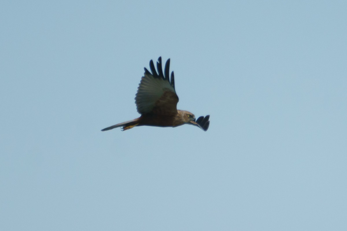 Western Marsh Harrier - ML644539559