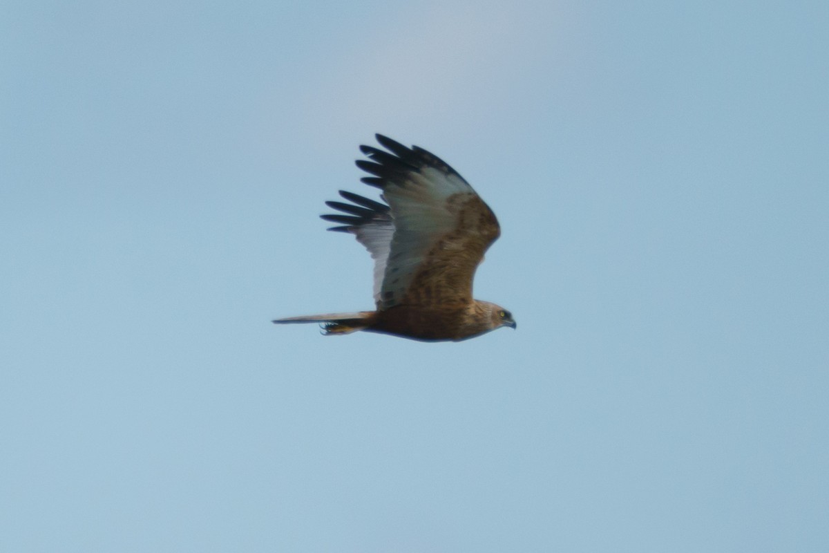 Western Marsh Harrier - ML644539560