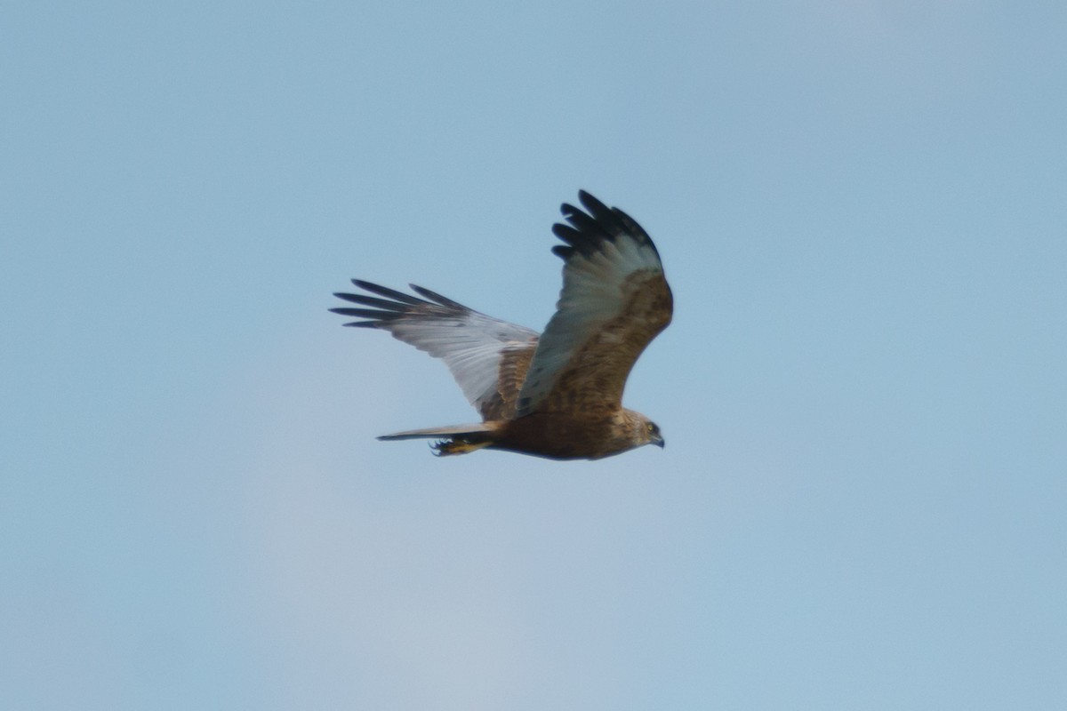 Western Marsh Harrier - ML644539561