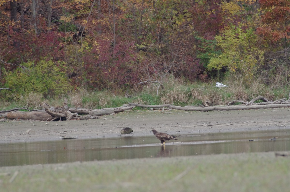 Bald Eagle - ML644539562