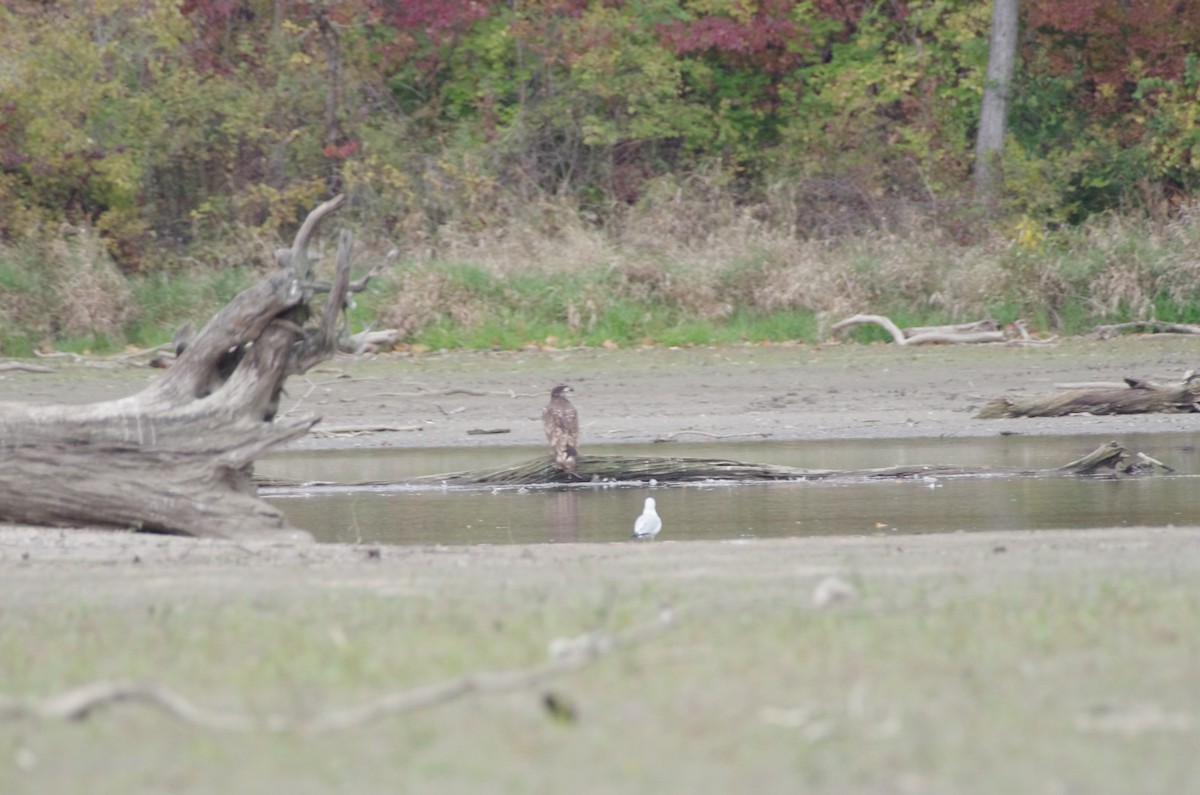 Bald Eagle - ML644539563
