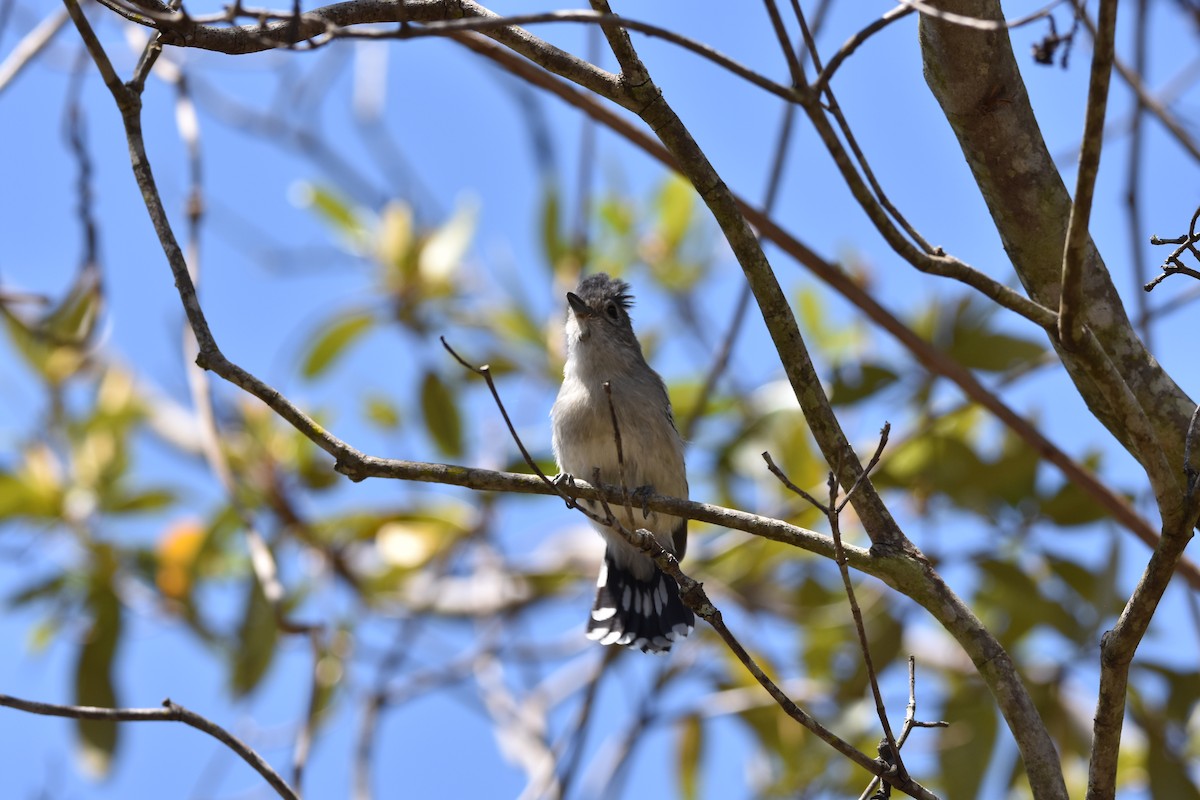 Planalto Slaty-Antshrike - ML644539565