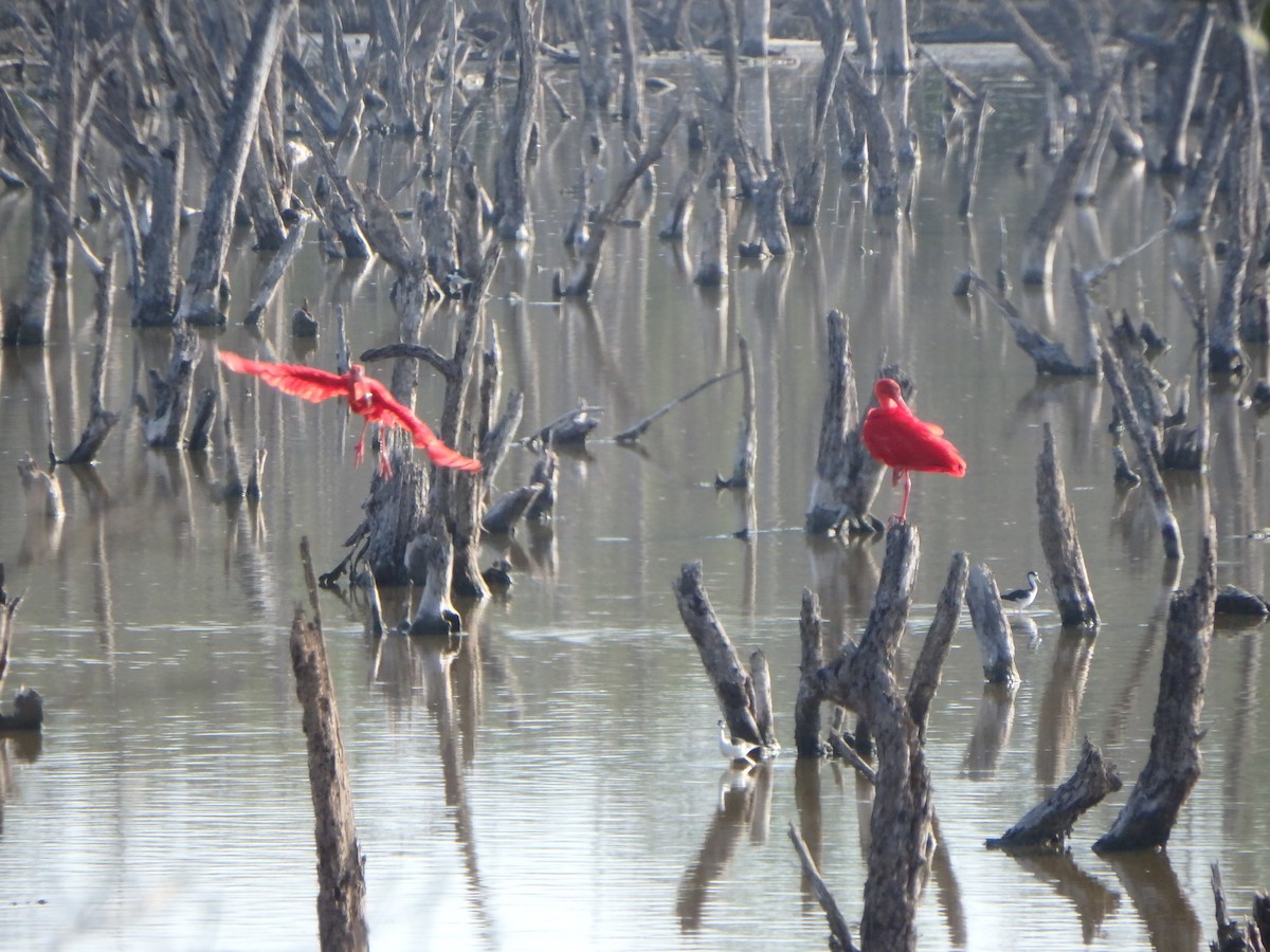 Scarlet Ibis - ML644539567