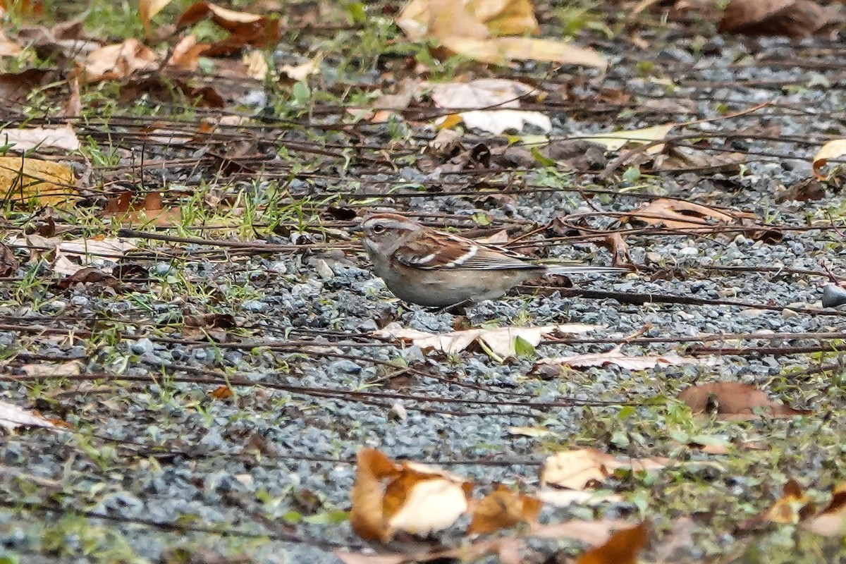 American Tree Sparrow - ML644539569