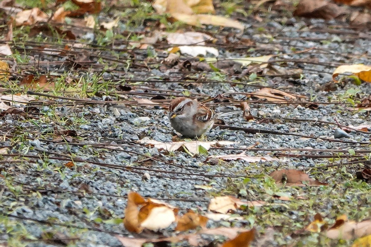 American Tree Sparrow - ML644539570