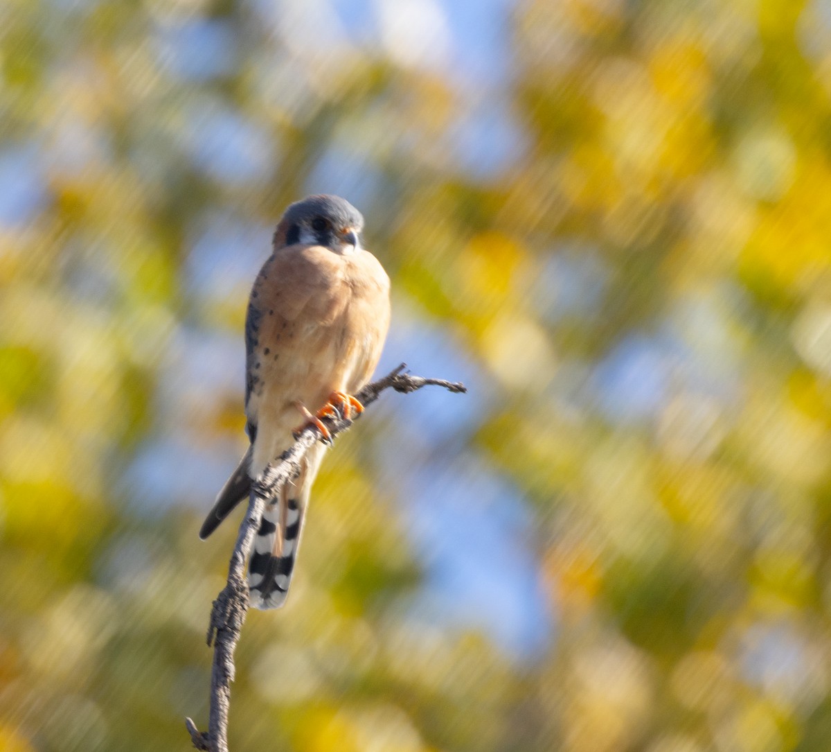 American Kestrel - ML644539571