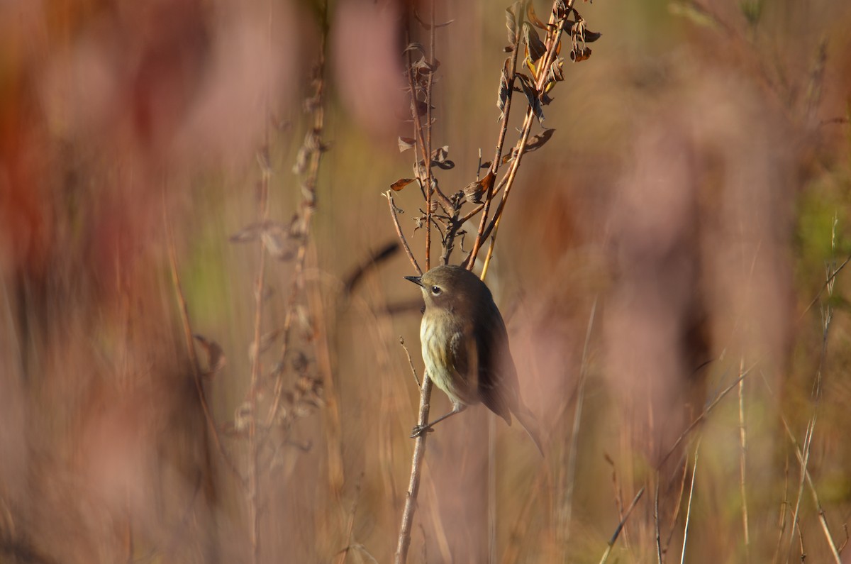 Yellow-rumped Warbler - ML644539573