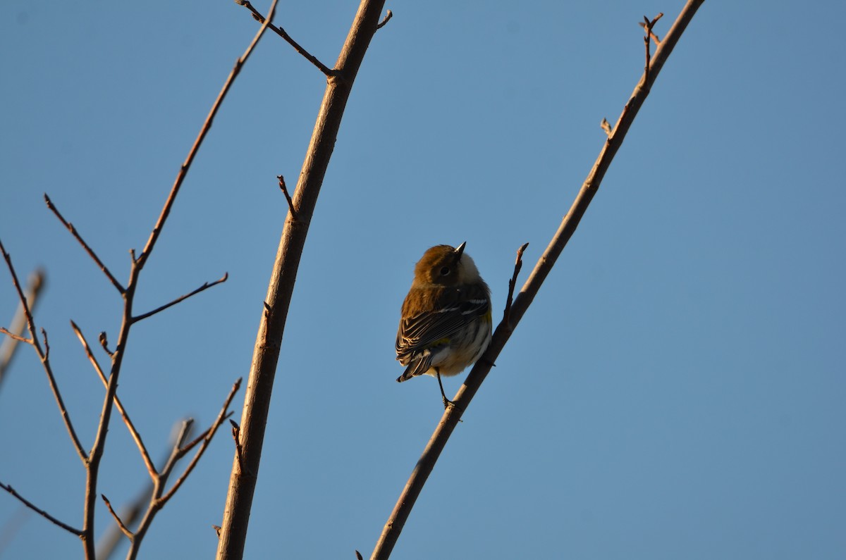 Yellow-rumped Warbler - ML644539574