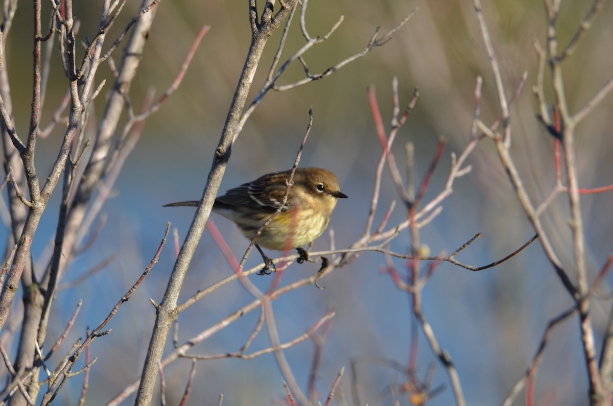 Yellow-rumped Warbler - ML644539575