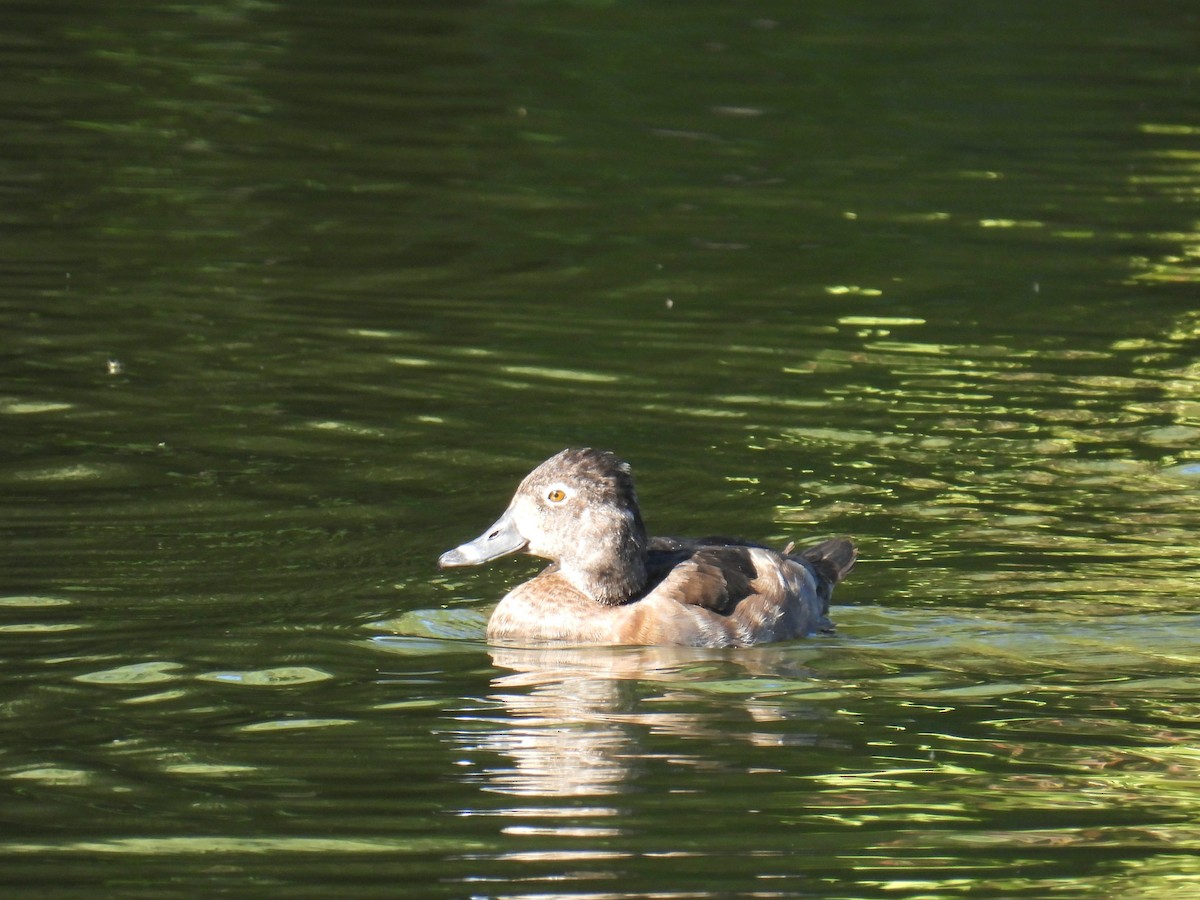Ring-necked Duck - ML644539578