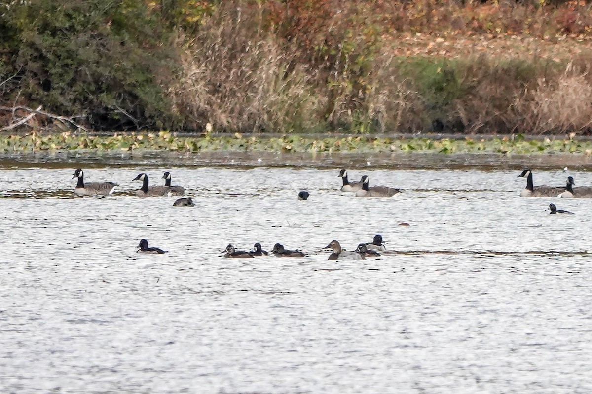 Canvasback - ML644539581