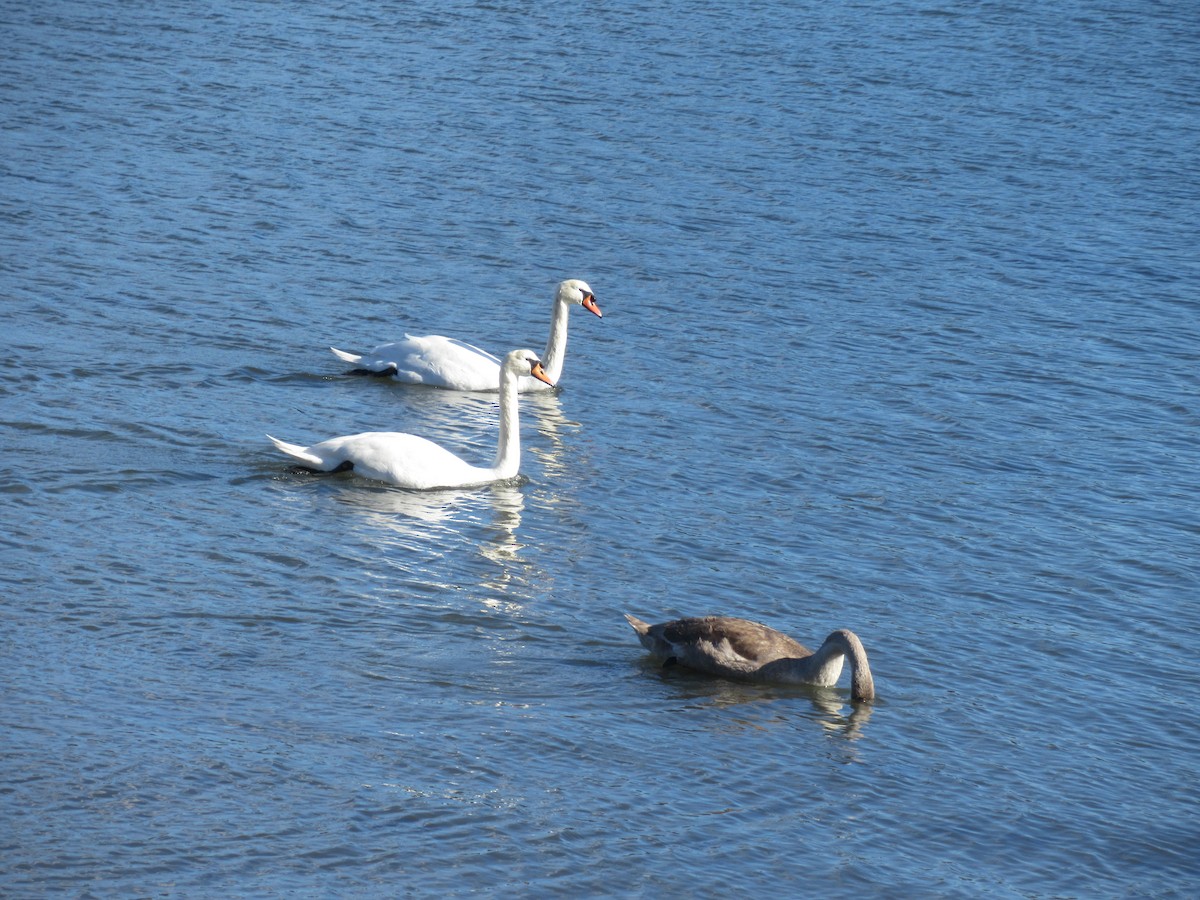 Mute Swan - ML644539582