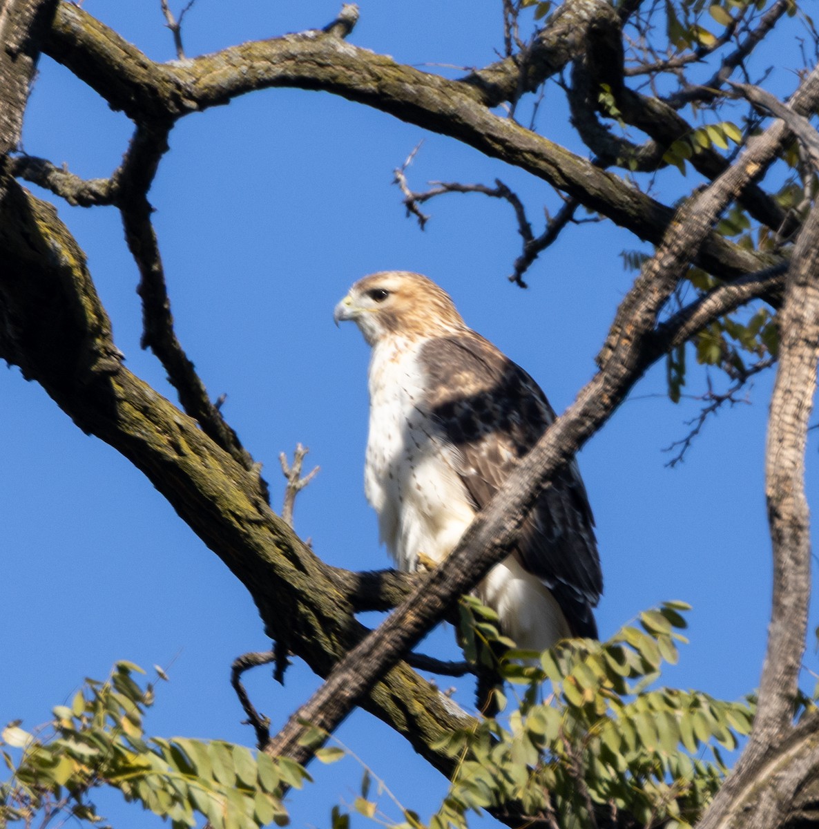 Red-tailed Hawk - ML644539588