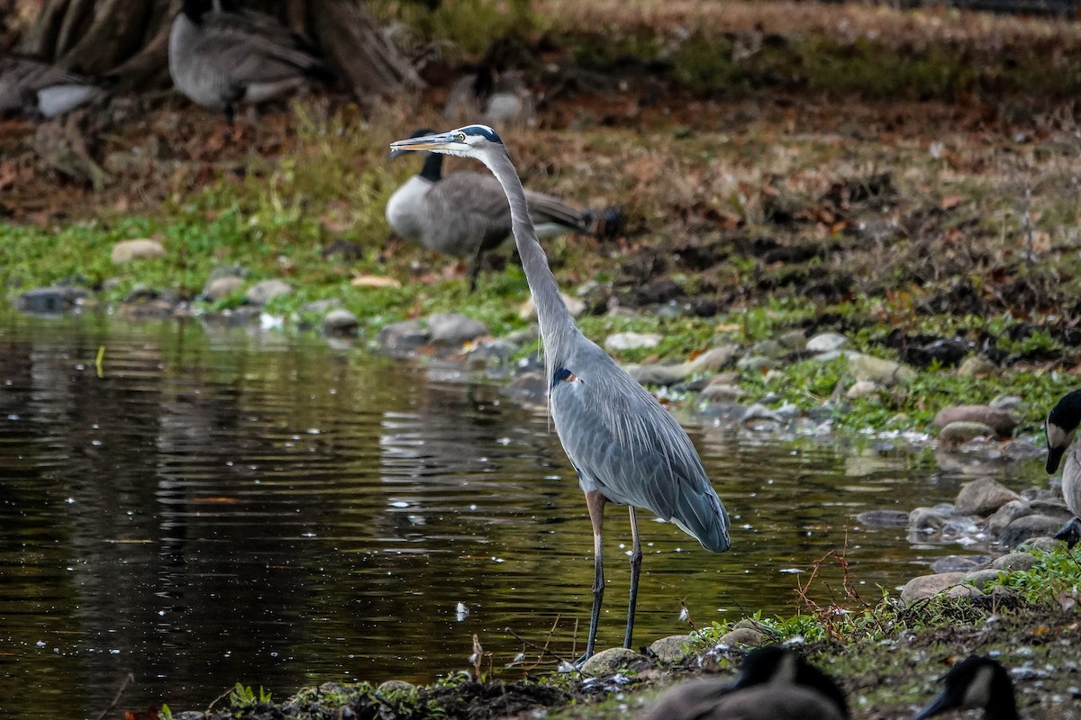 Great Blue Heron - ML644539591