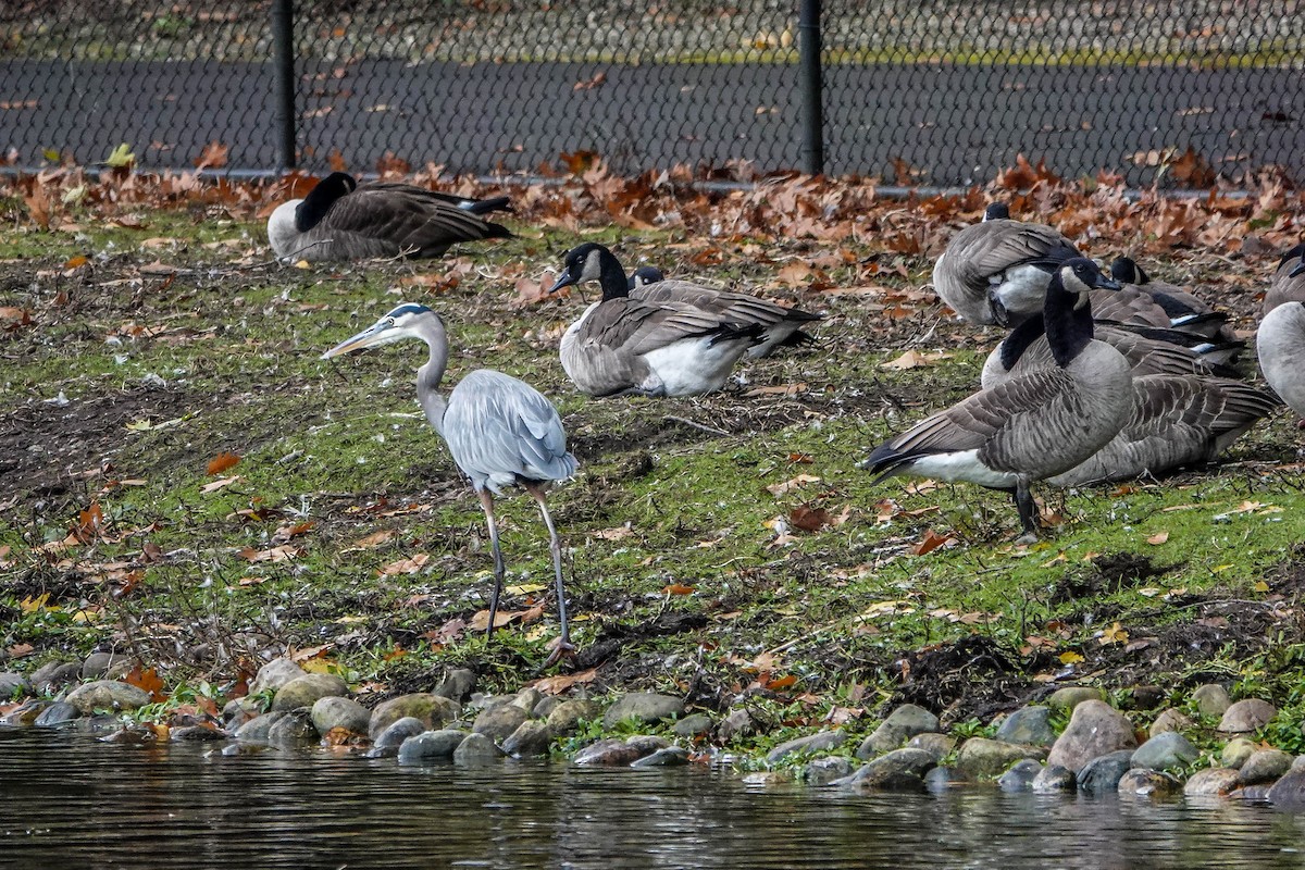 Great Blue Heron - ML644539592