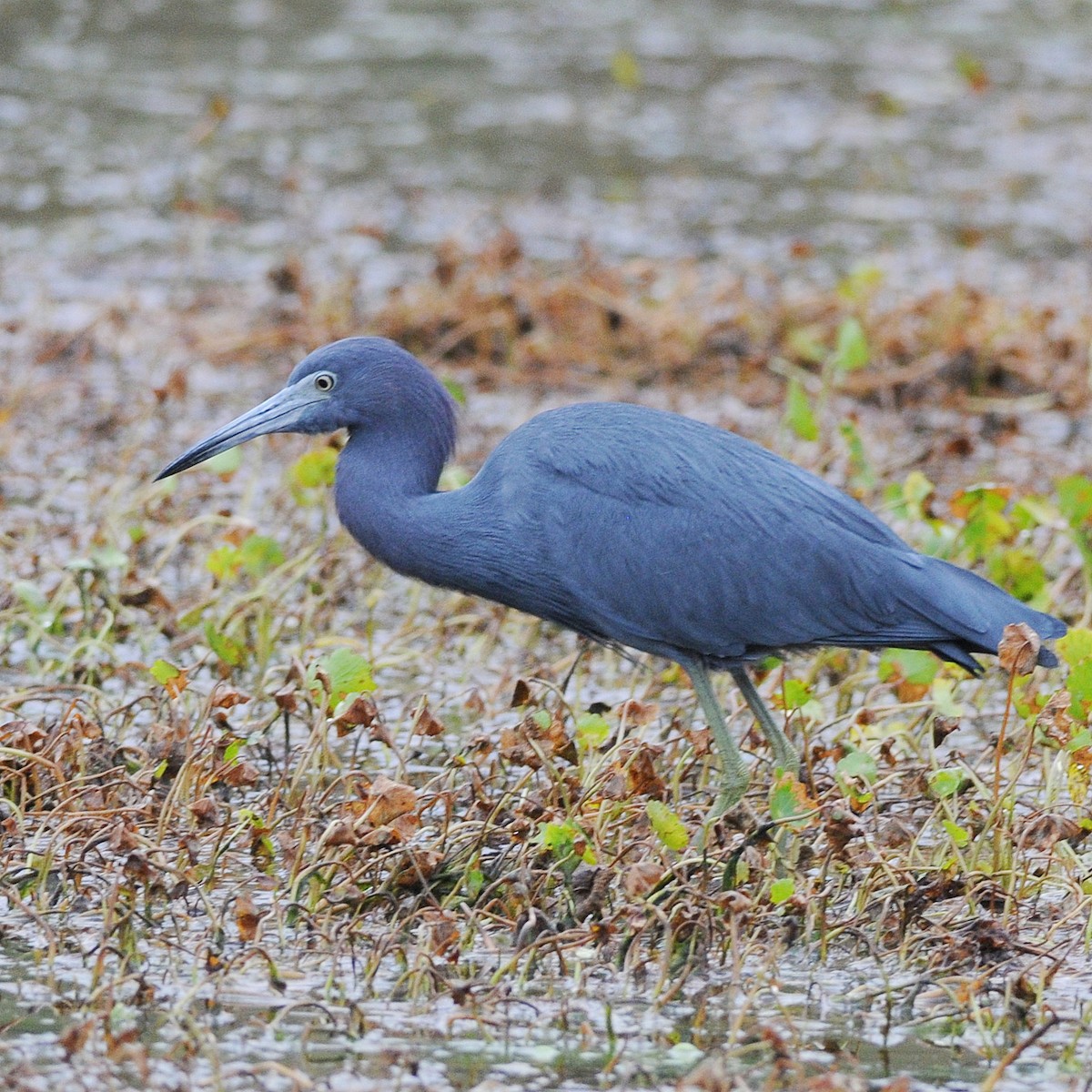 Little Blue Heron - ML644539593
