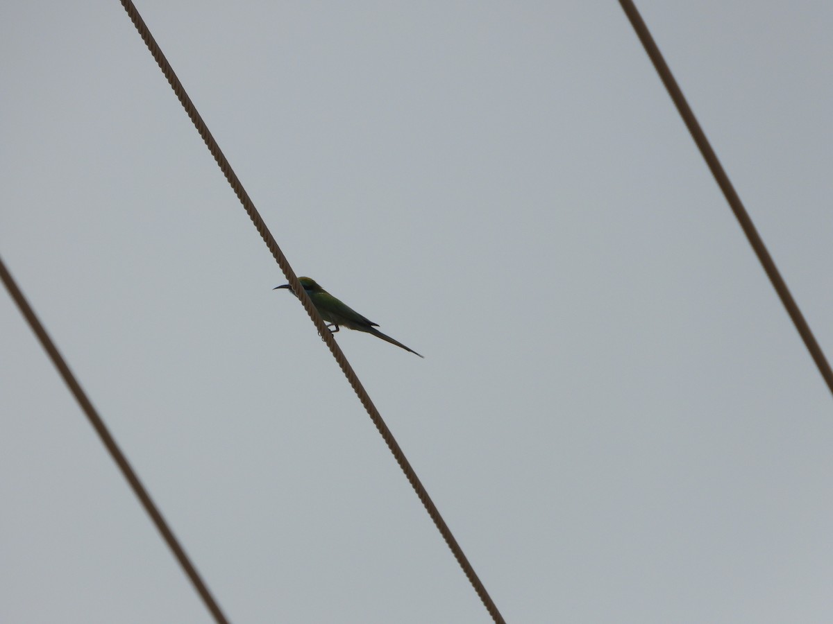 Arabian Green Bee-eater - ML644539599