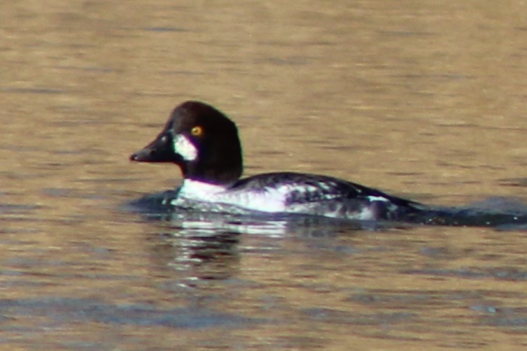 ホオジロガモ - ML644539605