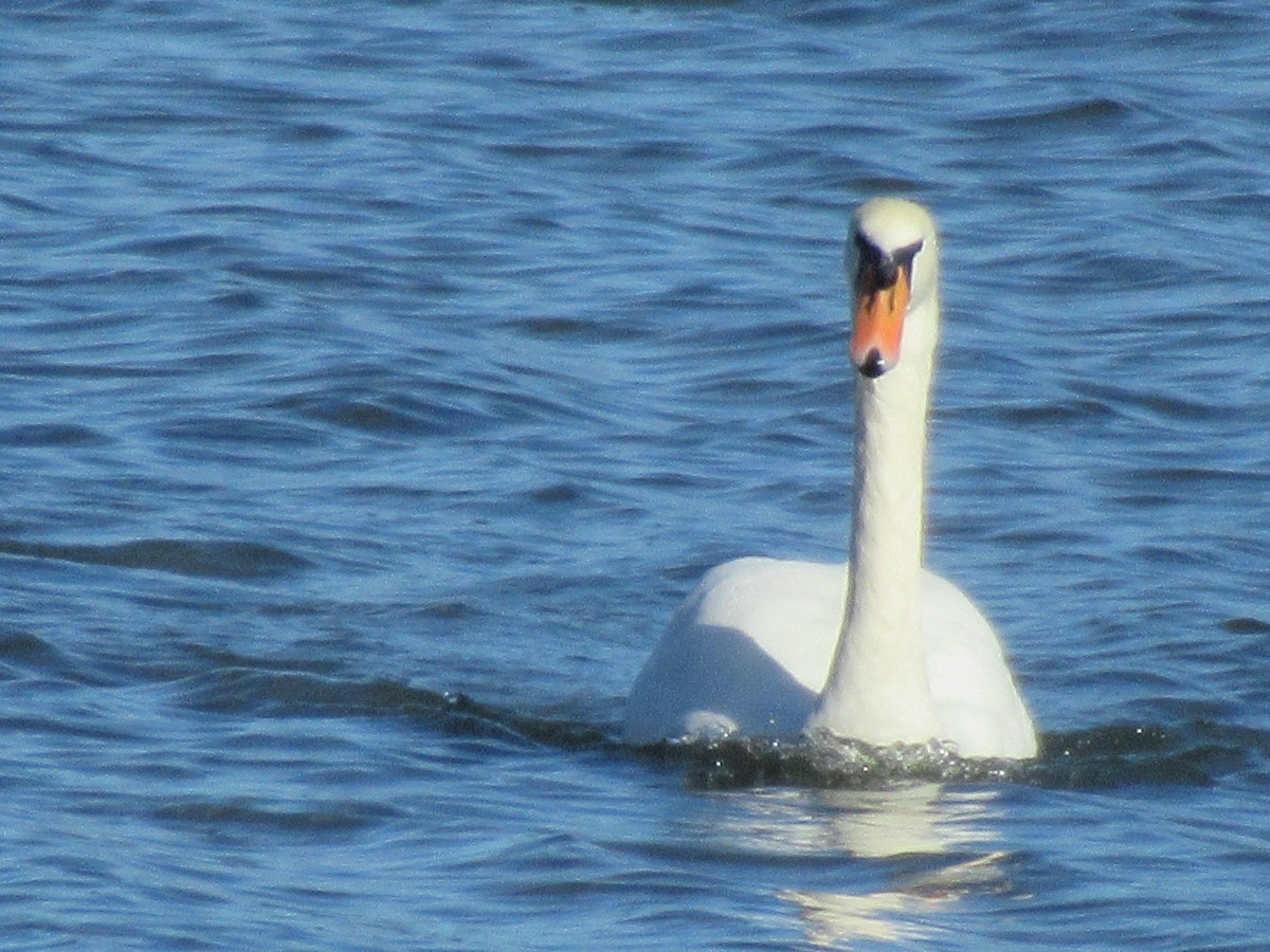 Cisne Vulgar - ML644539608