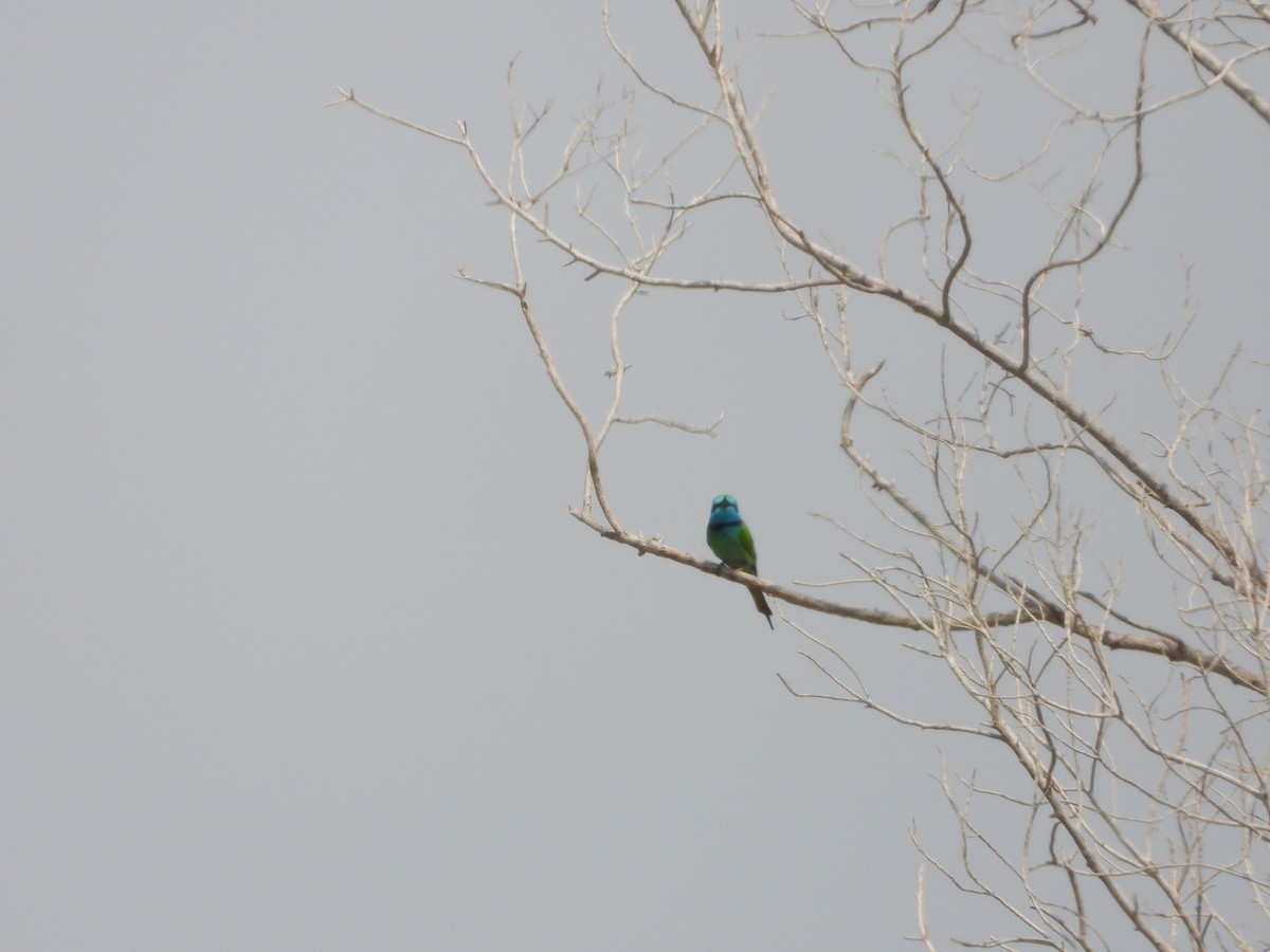 Arabian Green Bee-eater - ML644539610