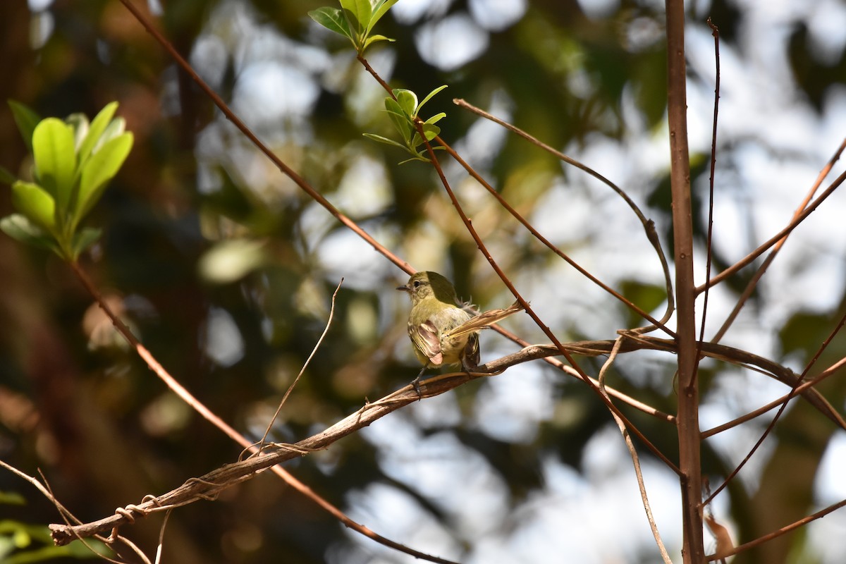 Ochre-lored Flatbill - ML644539612