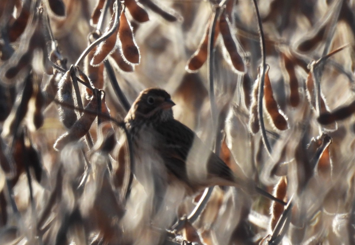 Vesper Sparrow - ML644539613