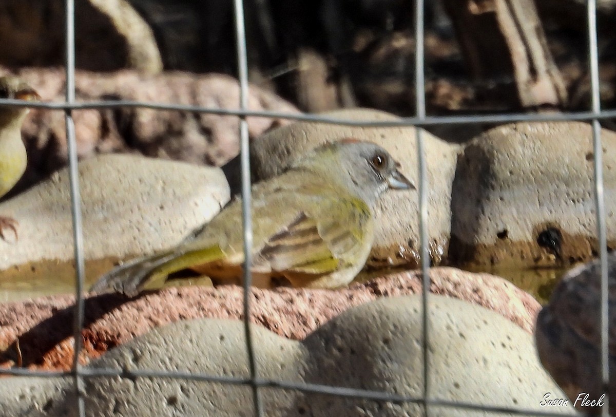 Green-tailed Towhee - ML644539616