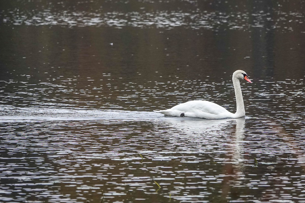 Cisne Vulgar - ML644539622