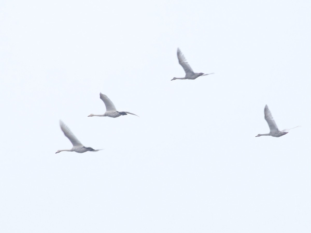 Whooper Swan - ML644539627